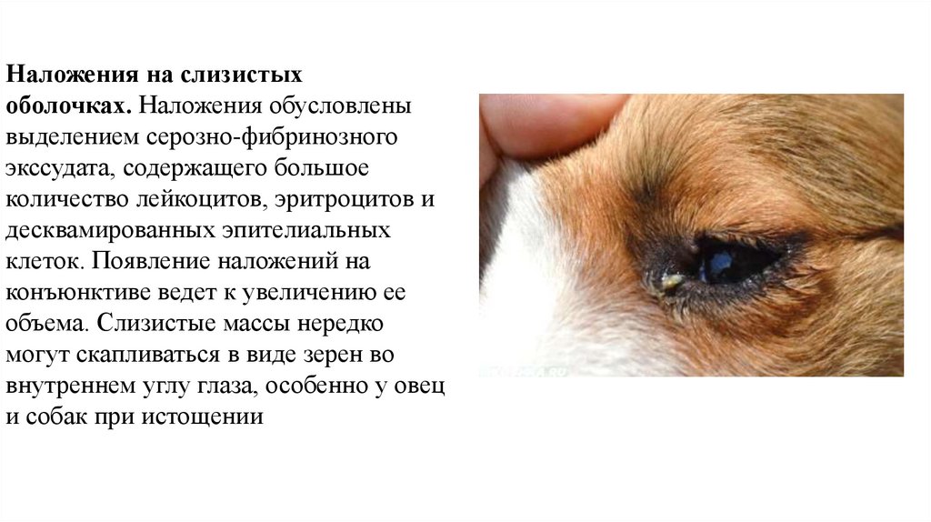 Наложения на слизистых оболочках. Наложения обусловлены выделением серозно-фибринозного экссудата, содержащего боль­шое