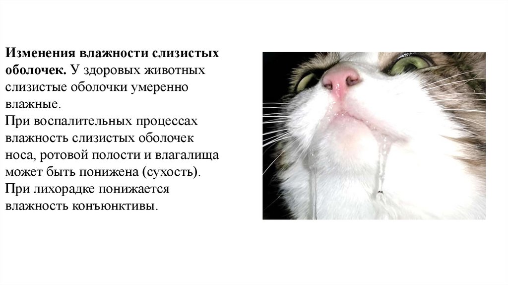 Изменения влажности слизистых оболочек. У здоровых живот­ных слизистые оболочки умеренно влажные. При воспалительных процессах
