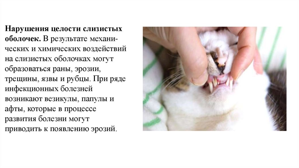 Нарушения целости слизистых оболочек. В результате механи­ческих и химических воздействий на слизистых оболочках могут