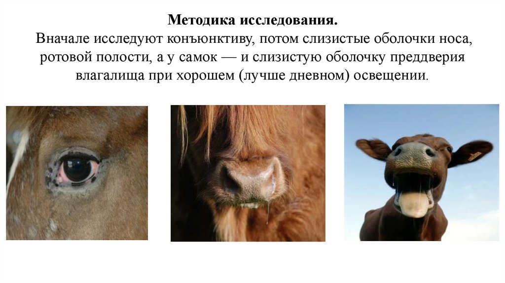 Методика исследования.  Вначале исследуют конъюнктиву, по­том слизистые оболочки носа, ротовой полости, а у самок — и слизистую