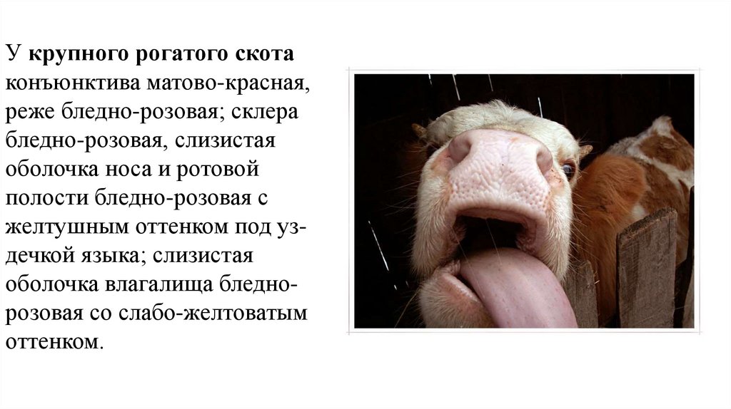 У крупного рогатого скота конъюнктива матово-красная, реже бледно-розовая; склера бледно-розовая, слизистая оболочка носа и
