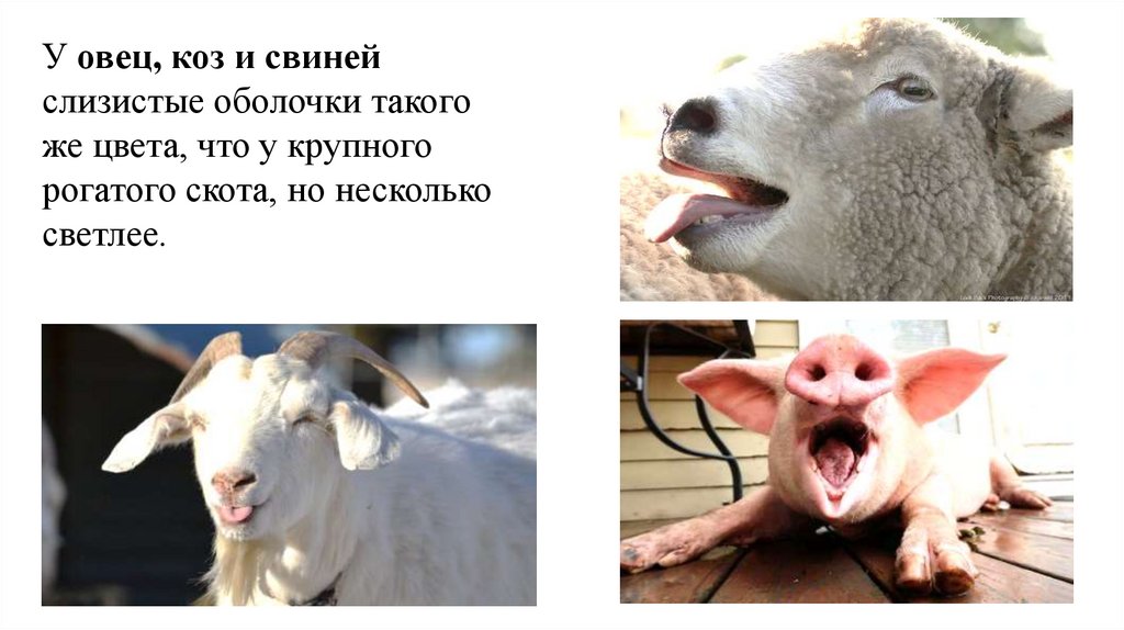 У овец, коз и свиней слизистые оболочки такого же цвета, что у крупного рогатого скота, но несколько светлее.