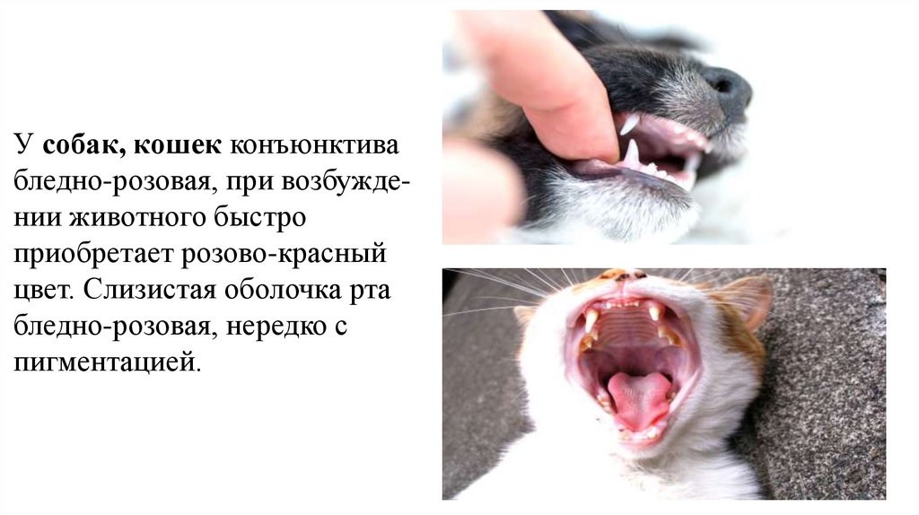 У собак, кошек конъюнктива бледно-розовая, при возбужде­нии животного быстро приобретает розово-красный цвет. Слизис­тая