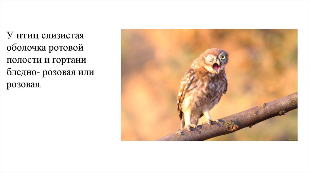 У птиц слизистая оболочка ротовой полости и гортани бледно- розовая или розовая.