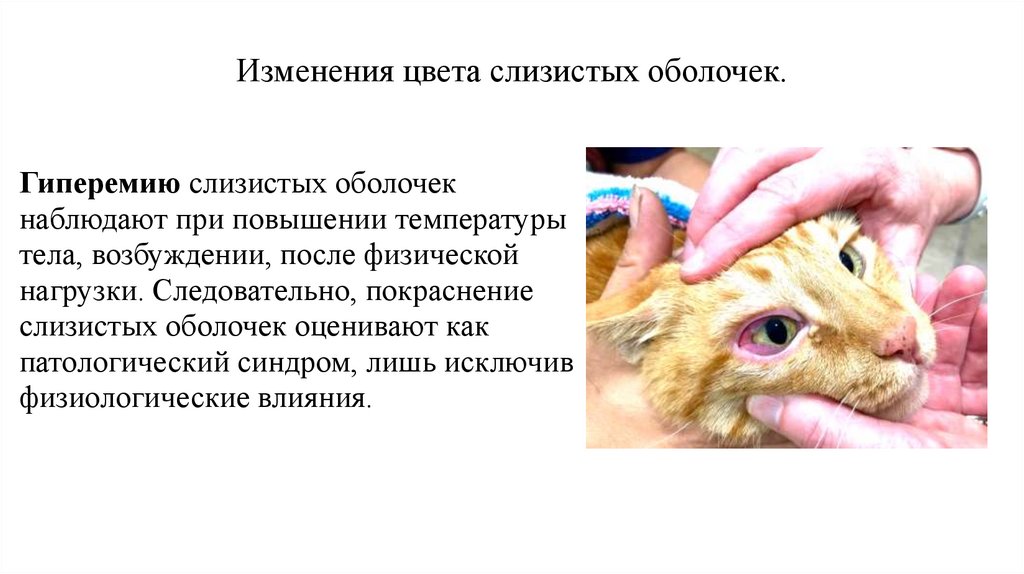 Изменения цвета слизистых оболочек.