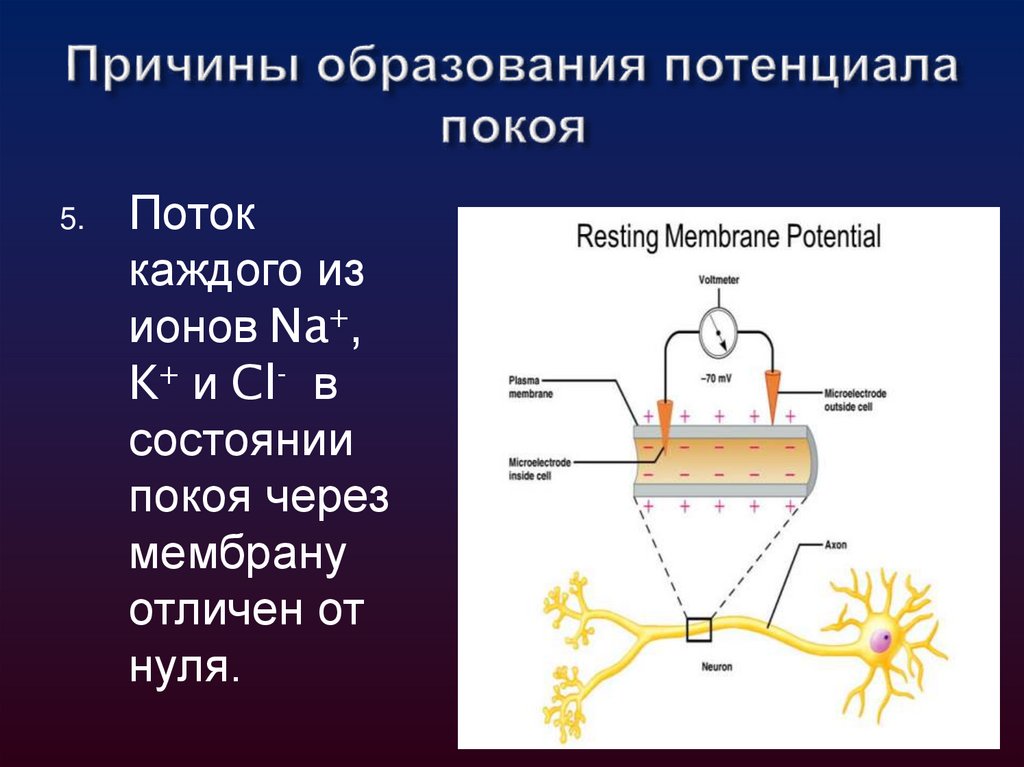 Причины образования потенциала покоя