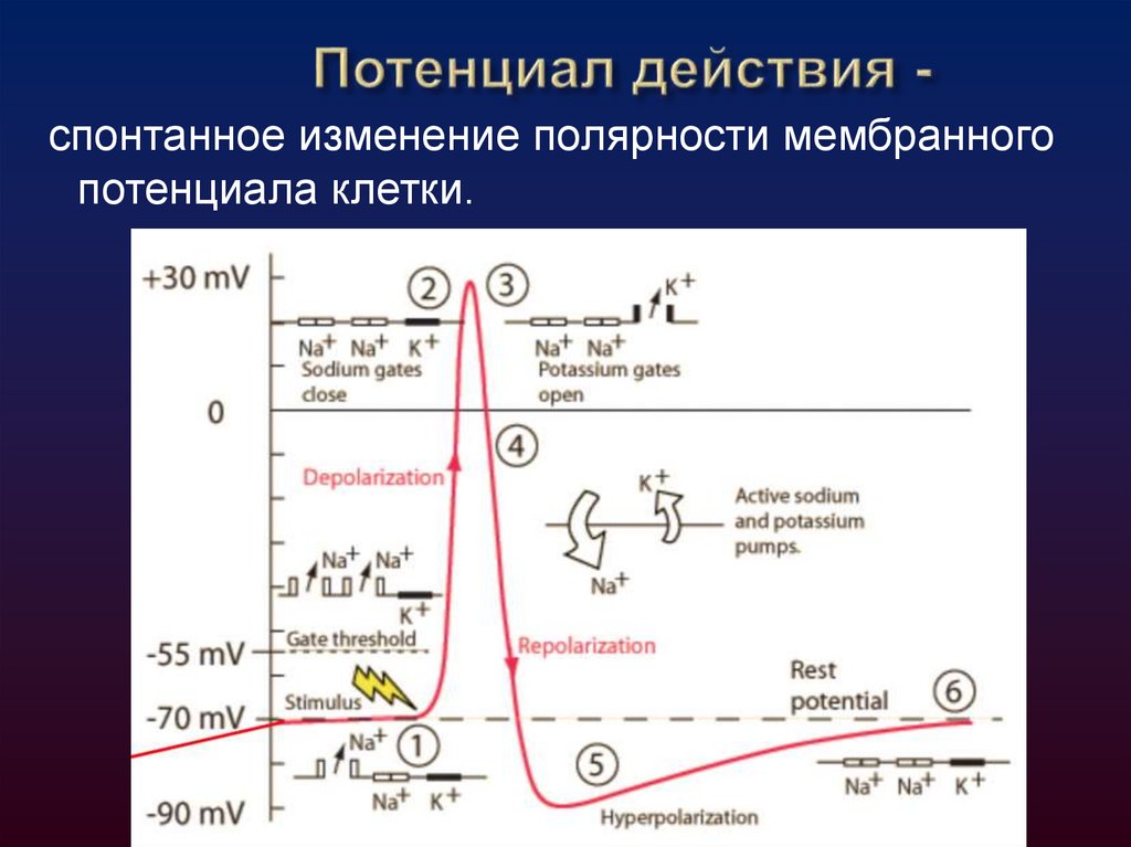 Потенциал действия -