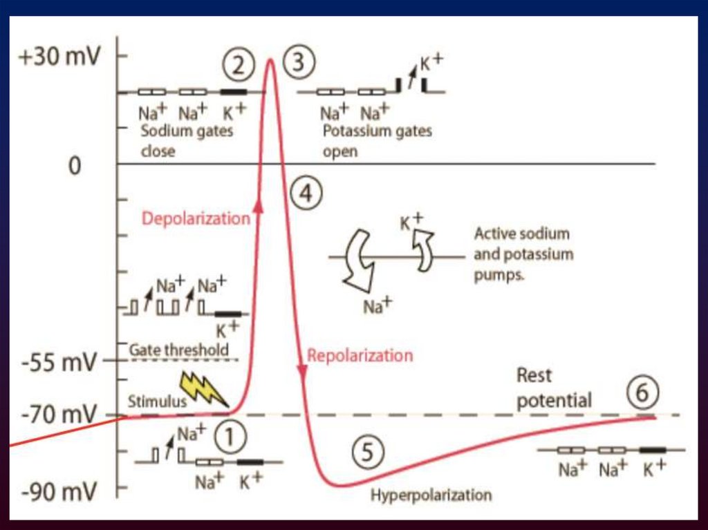 Возникновение потенциала действия обусловлено действием следующих факторов: