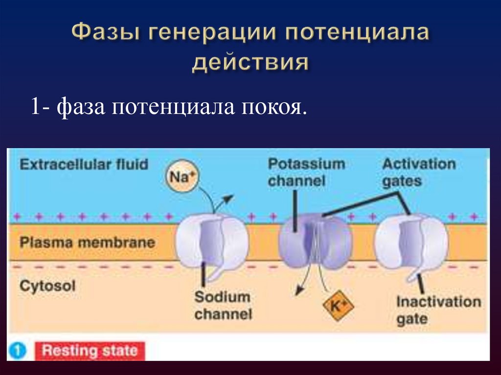 График генерации потенциала действия