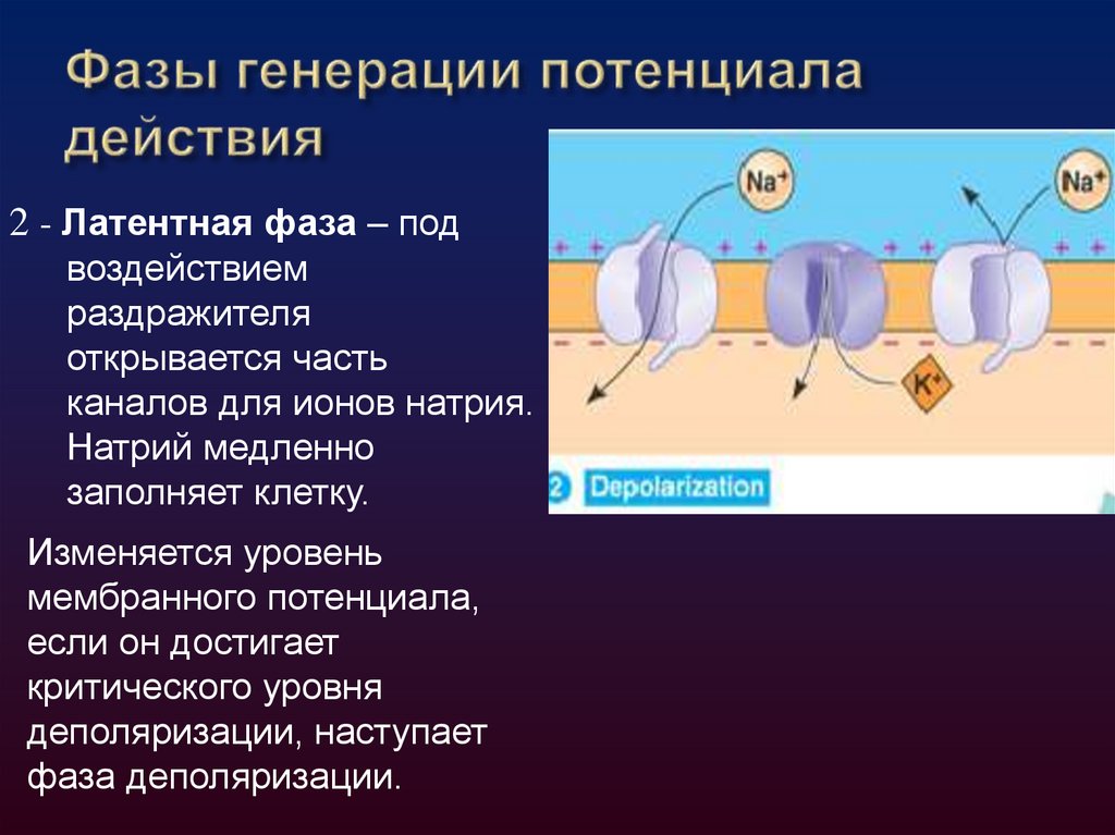 Фазы генерации потенциала действия
