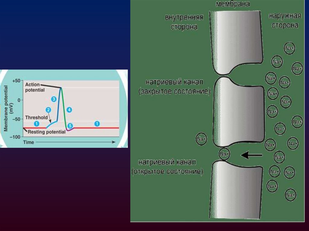 Фазы генерации потенциала действия