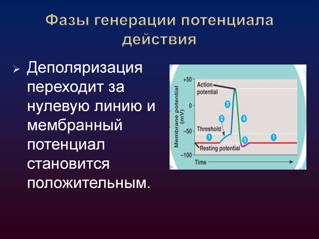 Фазы генерации потенциала действия