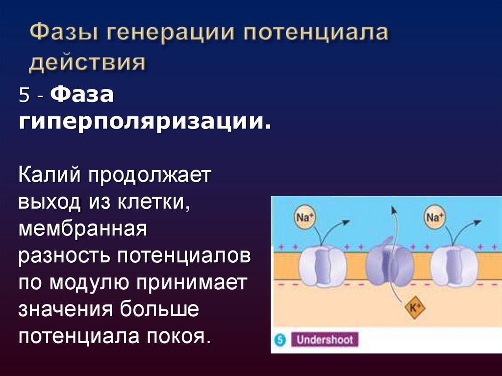 Фазы генерации потенциала действия