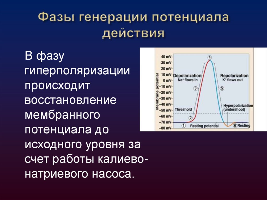 Фазы генерации потенциала действия