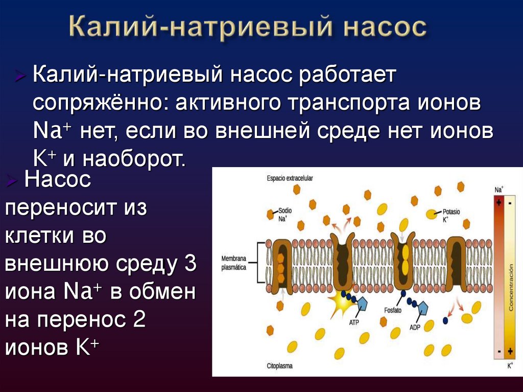 Активный транспорт -