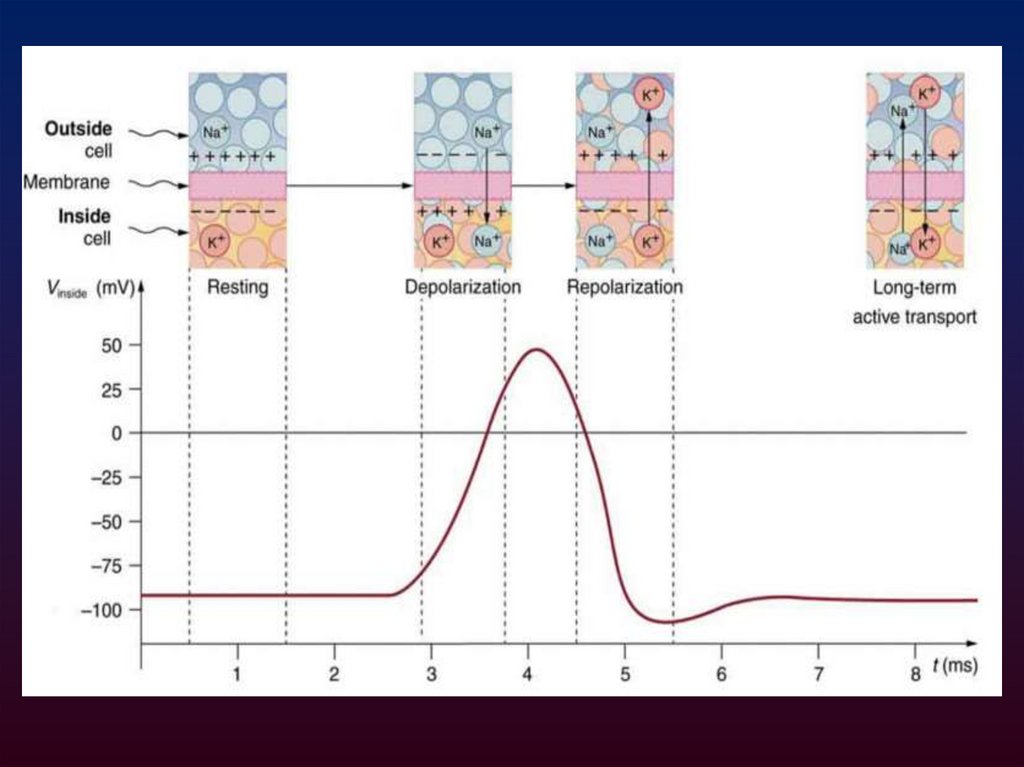 Калий-натриевый насос