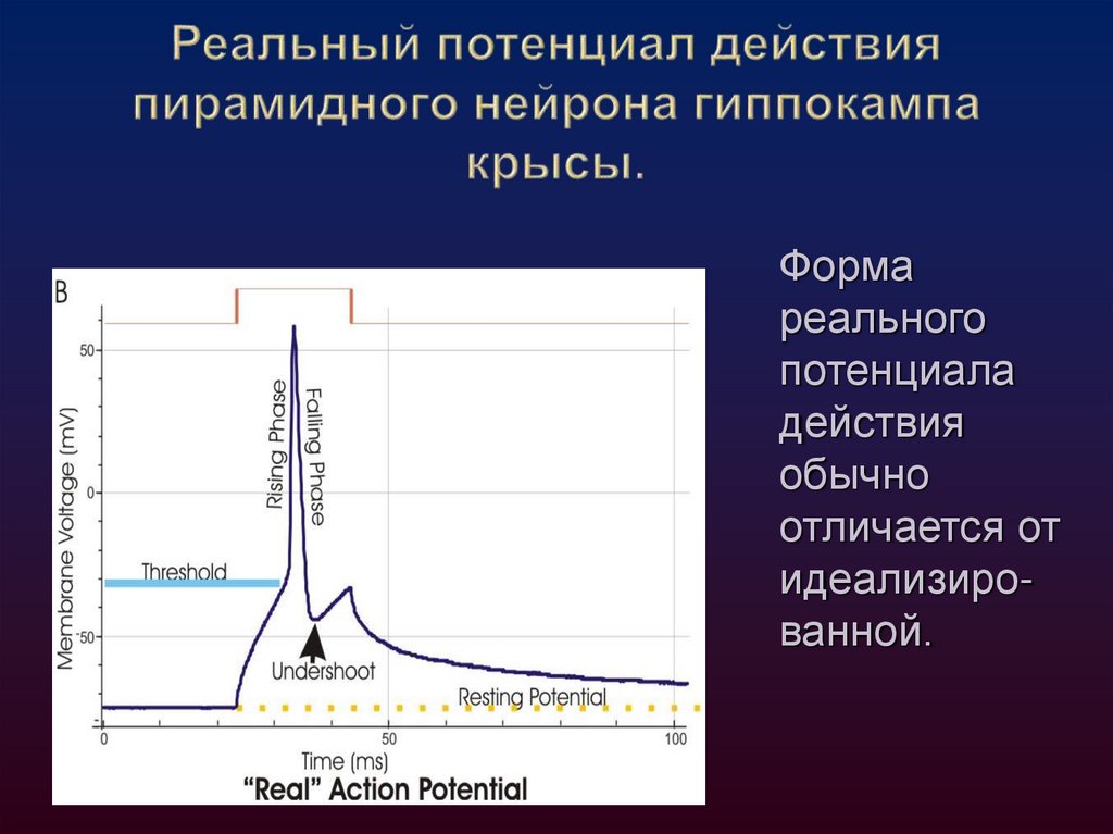 Схематичное изображение идеализированного потенциала действия