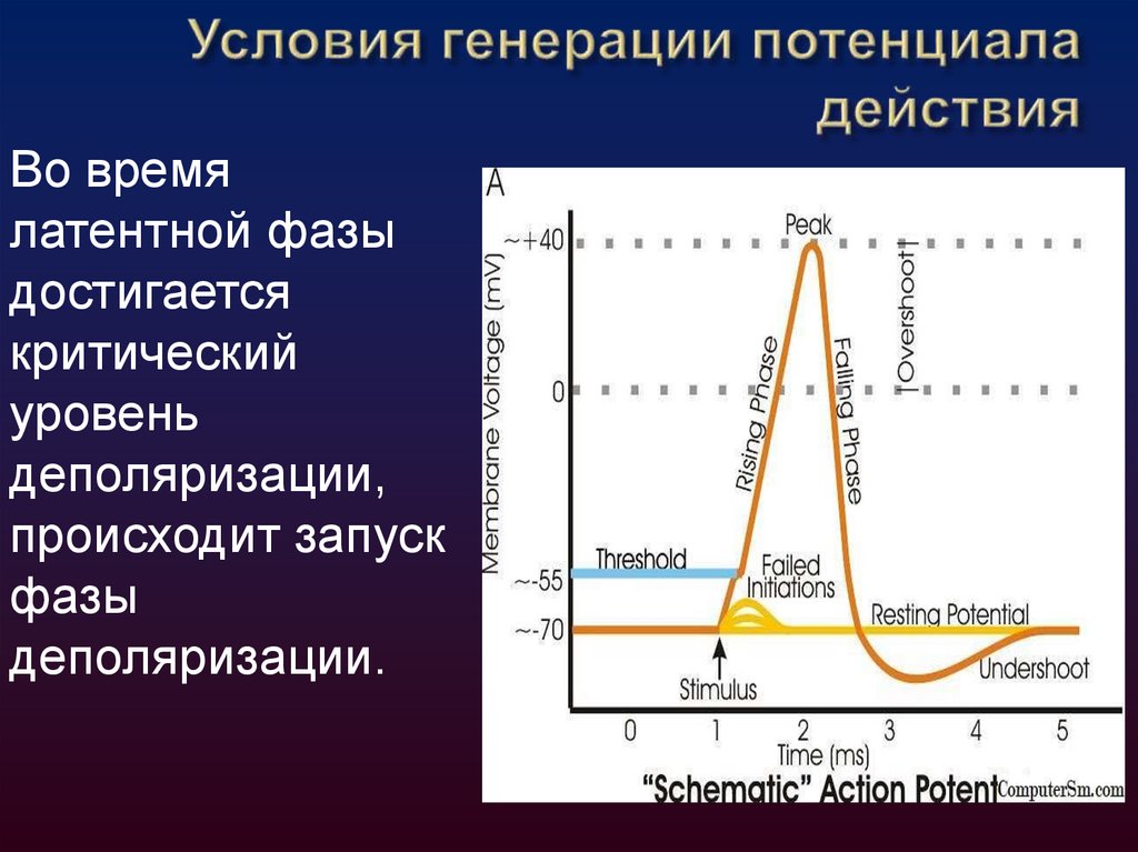 Условия генерации потенциала действия