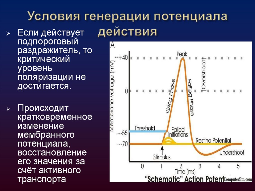 Условия генерации потенциала действия