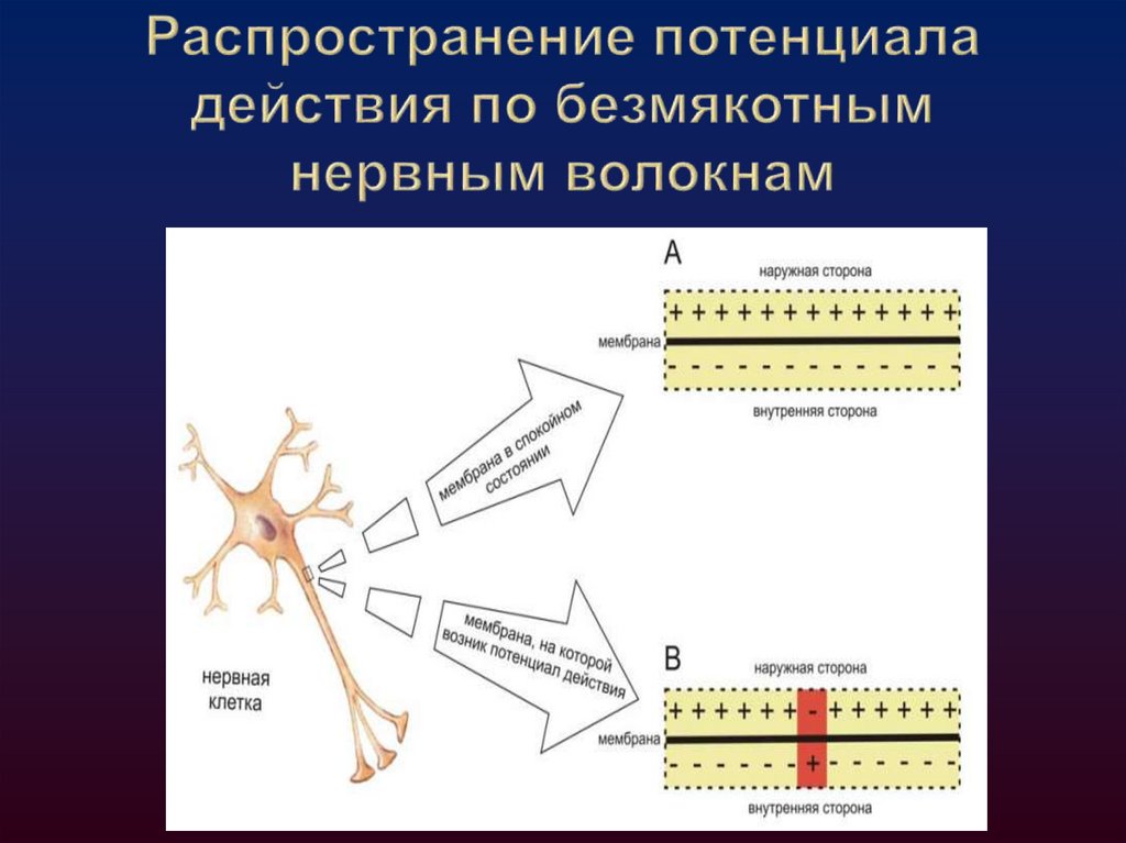 Распространение потенциала действия