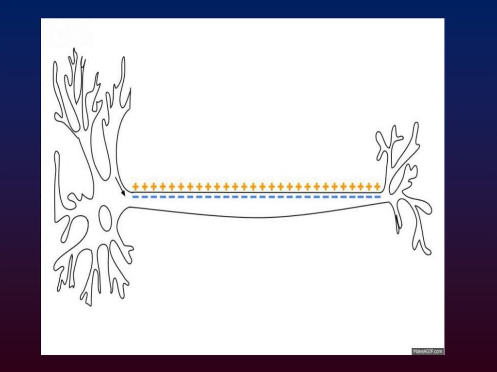 Распространение потенциала действия по безмякотным нервным волокнам