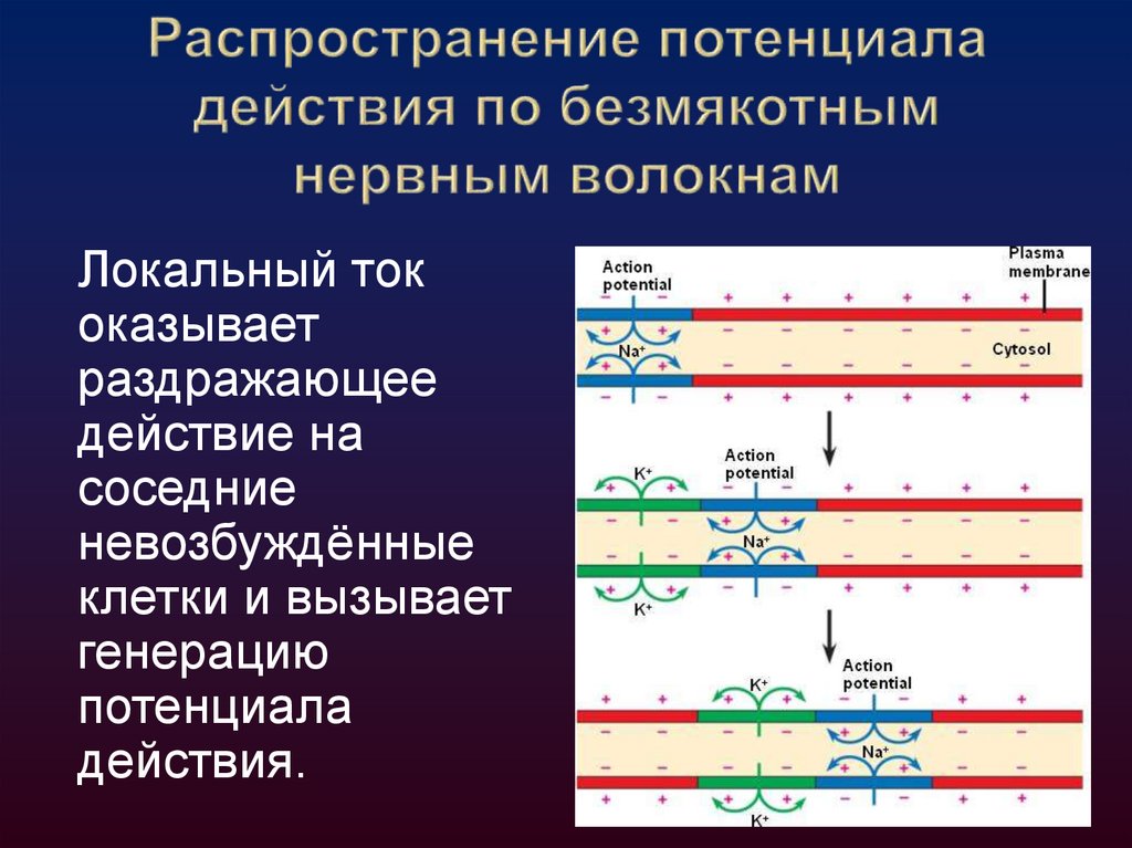 Распространение потенциала действия по безмякотным нервным волокнам