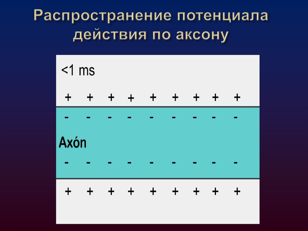 Распространение потенциала действия по безмякотным нервным волокнам