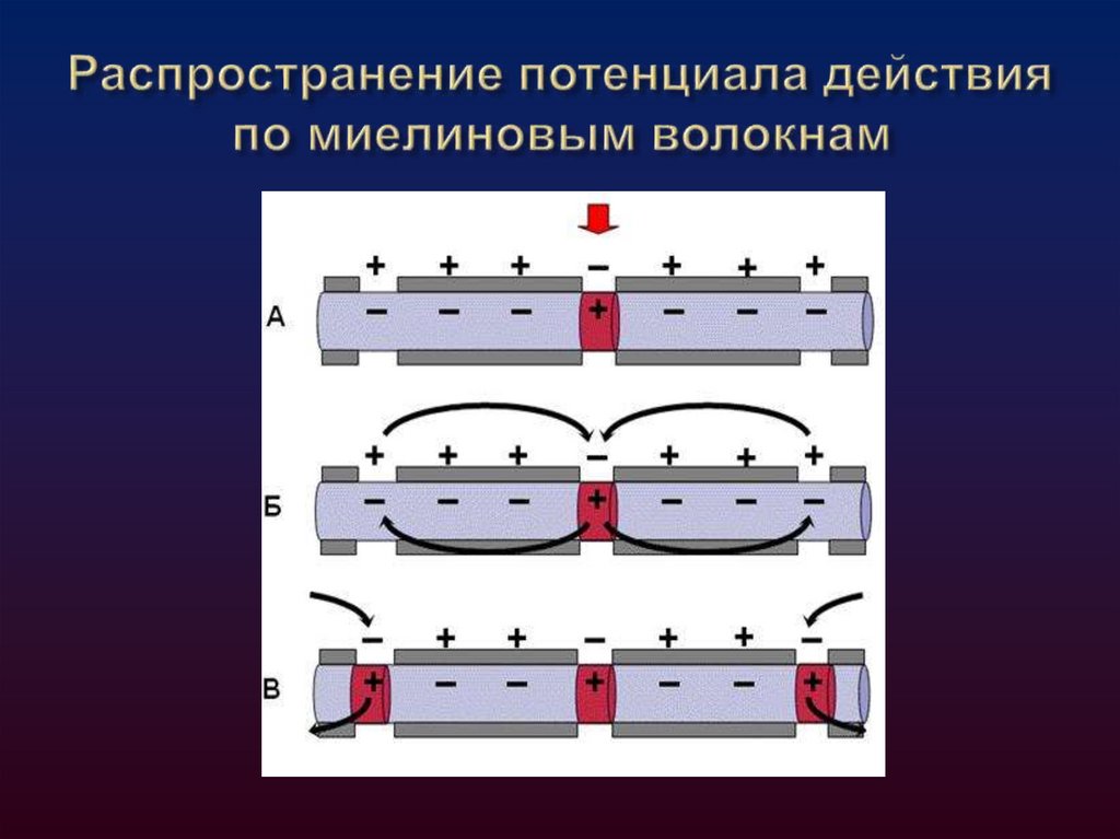 Распространение потенциала действия по аксону