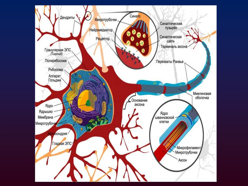 Распространение потенциала действия по миелиновым волокнам