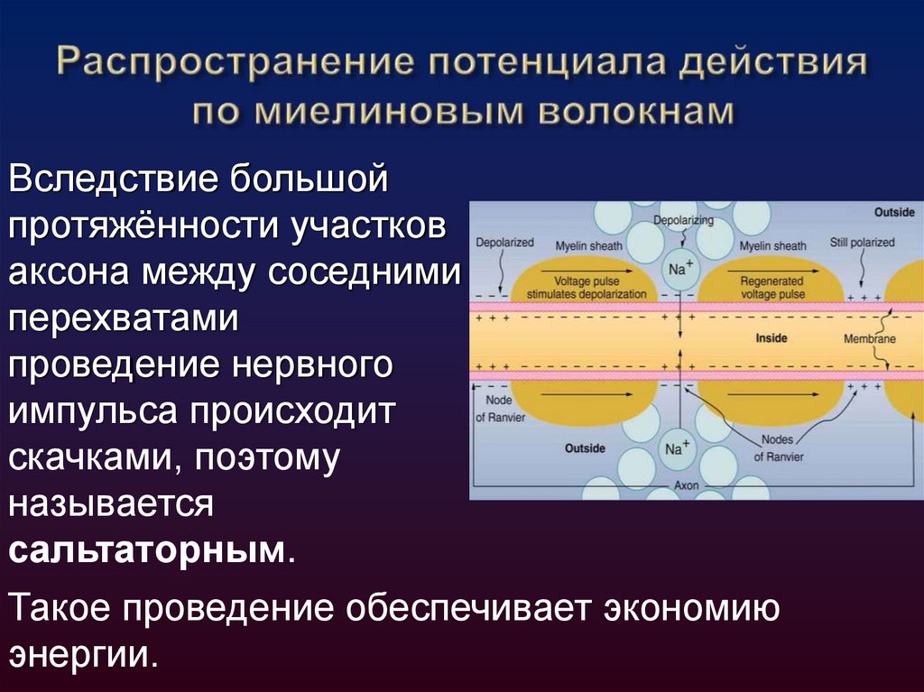 Распространение потенциала действия по миелиновым волокнам