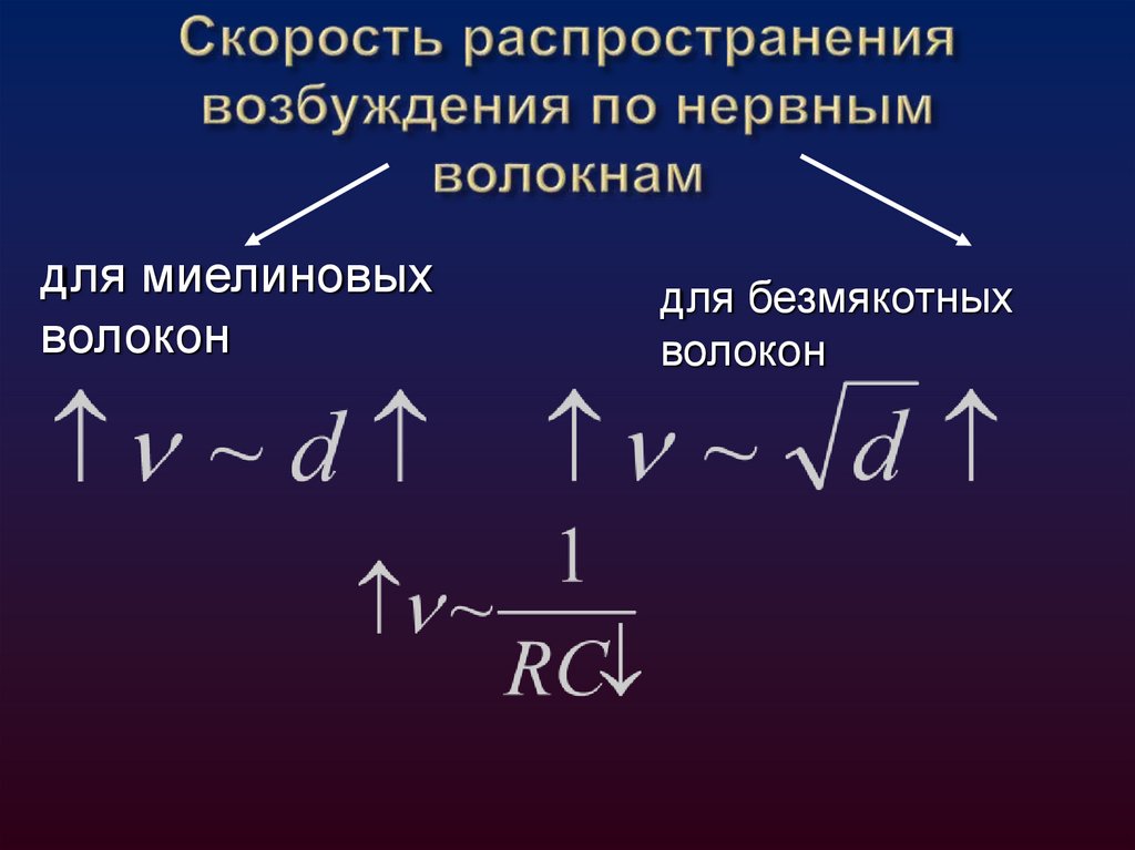 Распространение потенциала действия по миелиновым волокнам