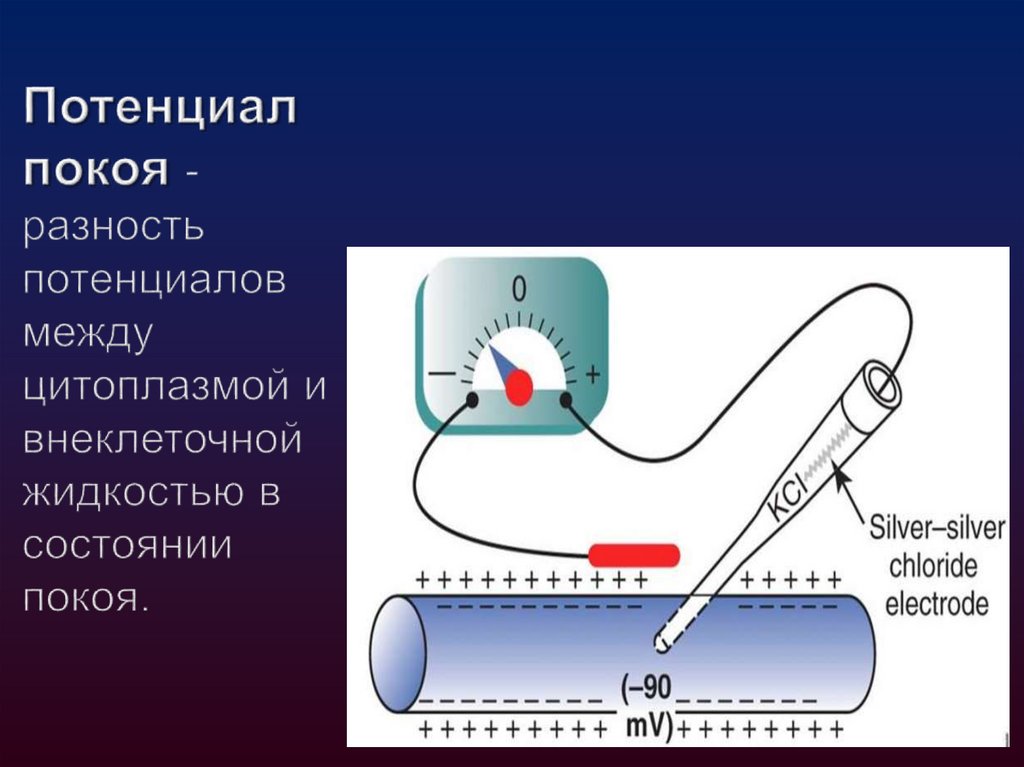 Потенциал покоя - разность потенциалов между цитоплазмой и внеклеточной жидкостью в состоянии покоя.