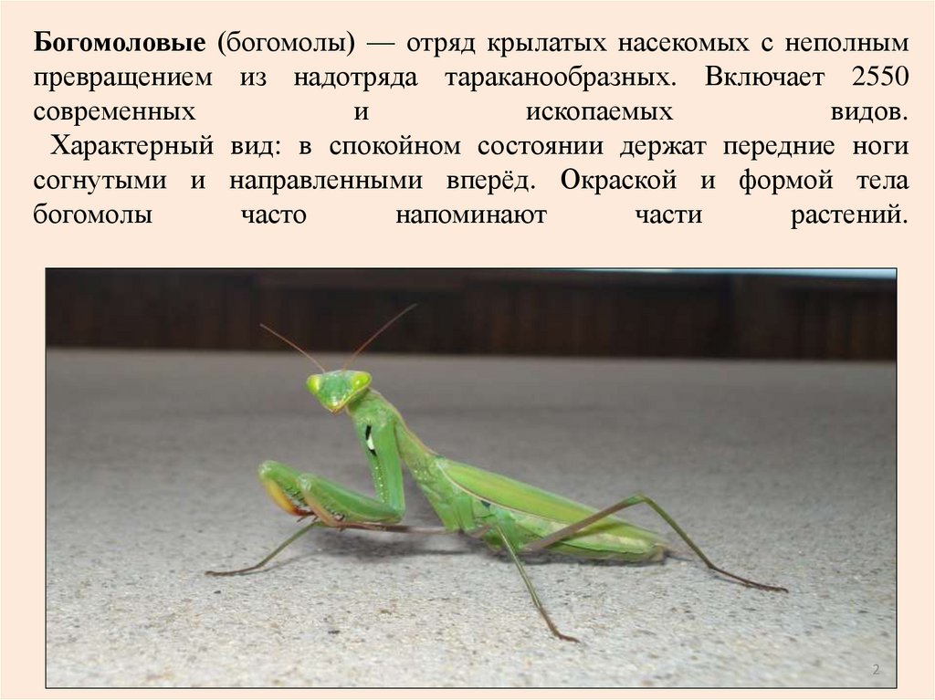 Богомоловые (богомолы) — отряд крылатых насекомых с неполным превращением из надотряда тараканообразных. Включает 2550