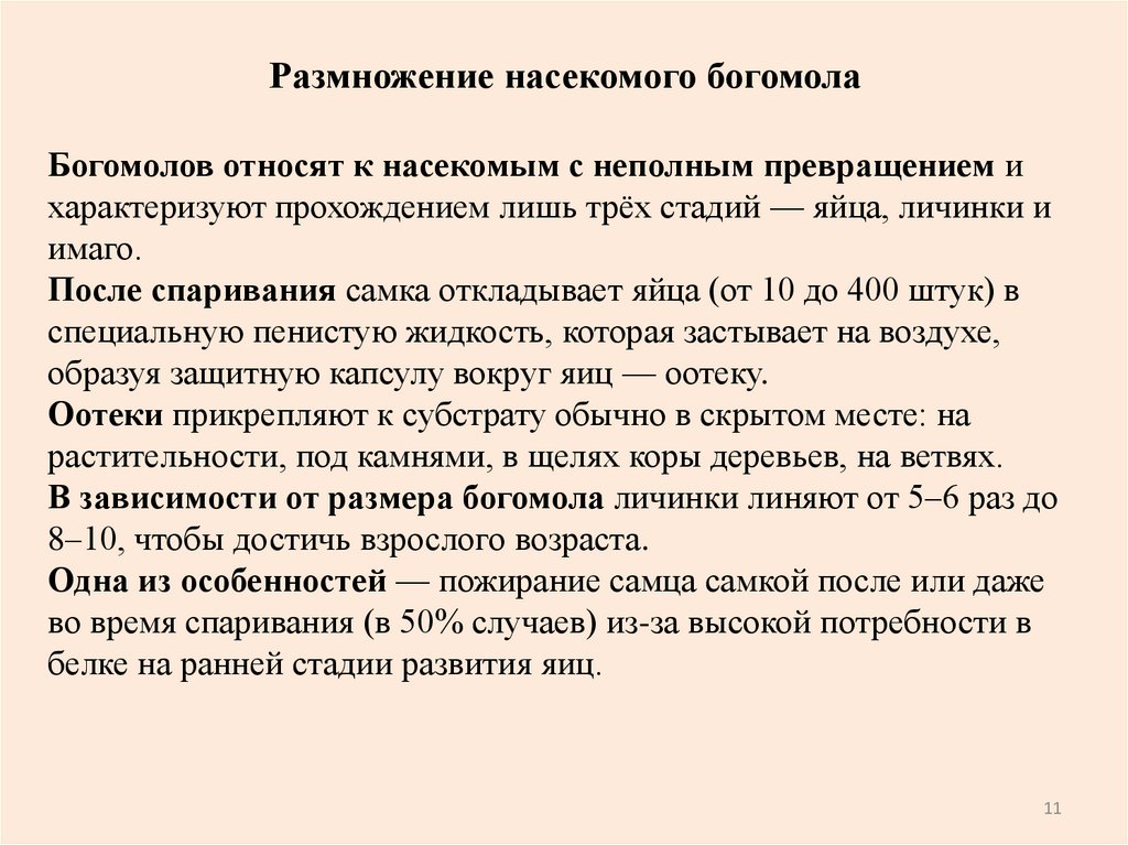 Размножение насекомого богомола