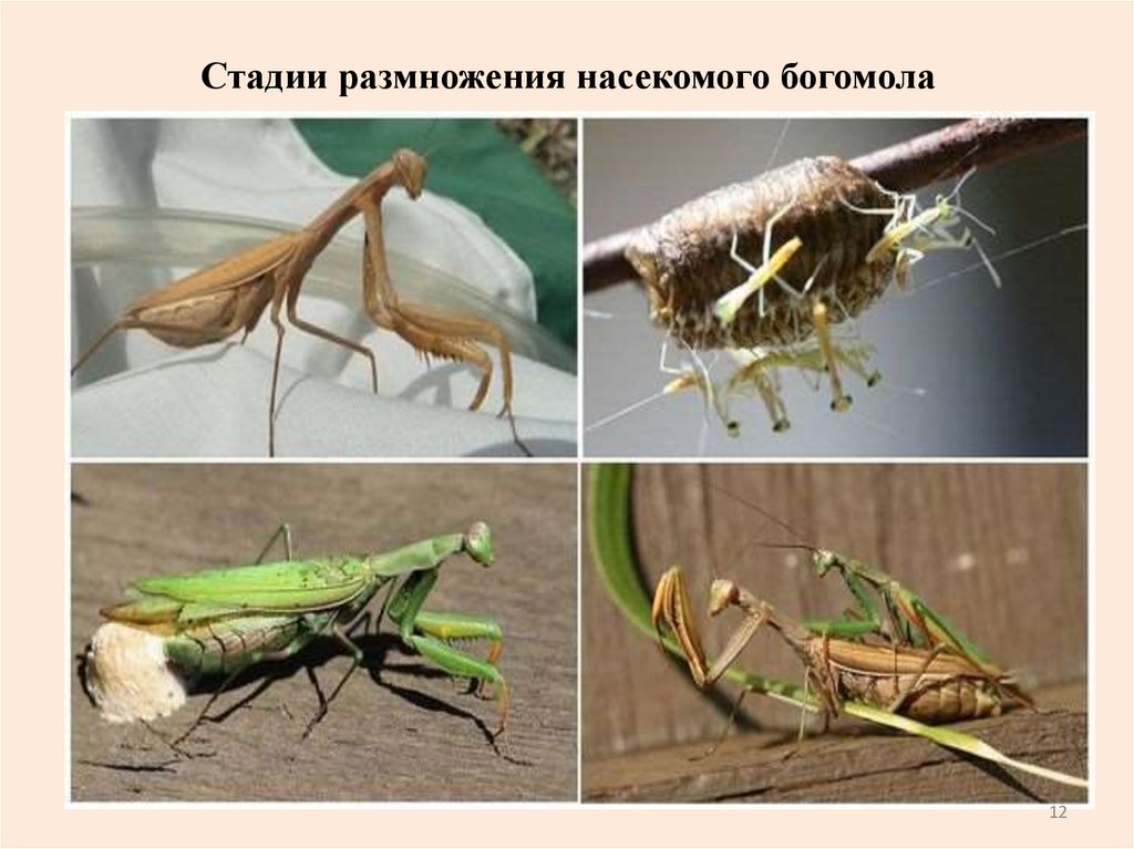 Стадии размножения насекомого богомола