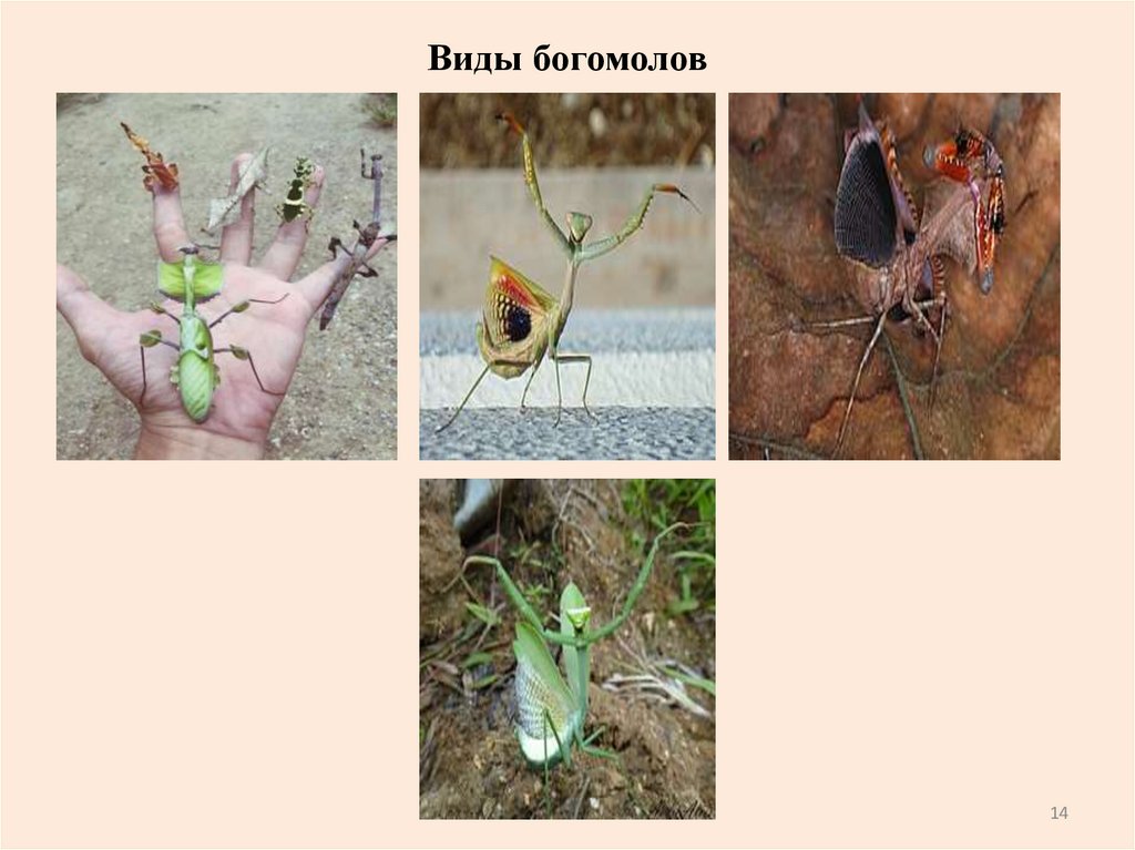 Виды богомолов