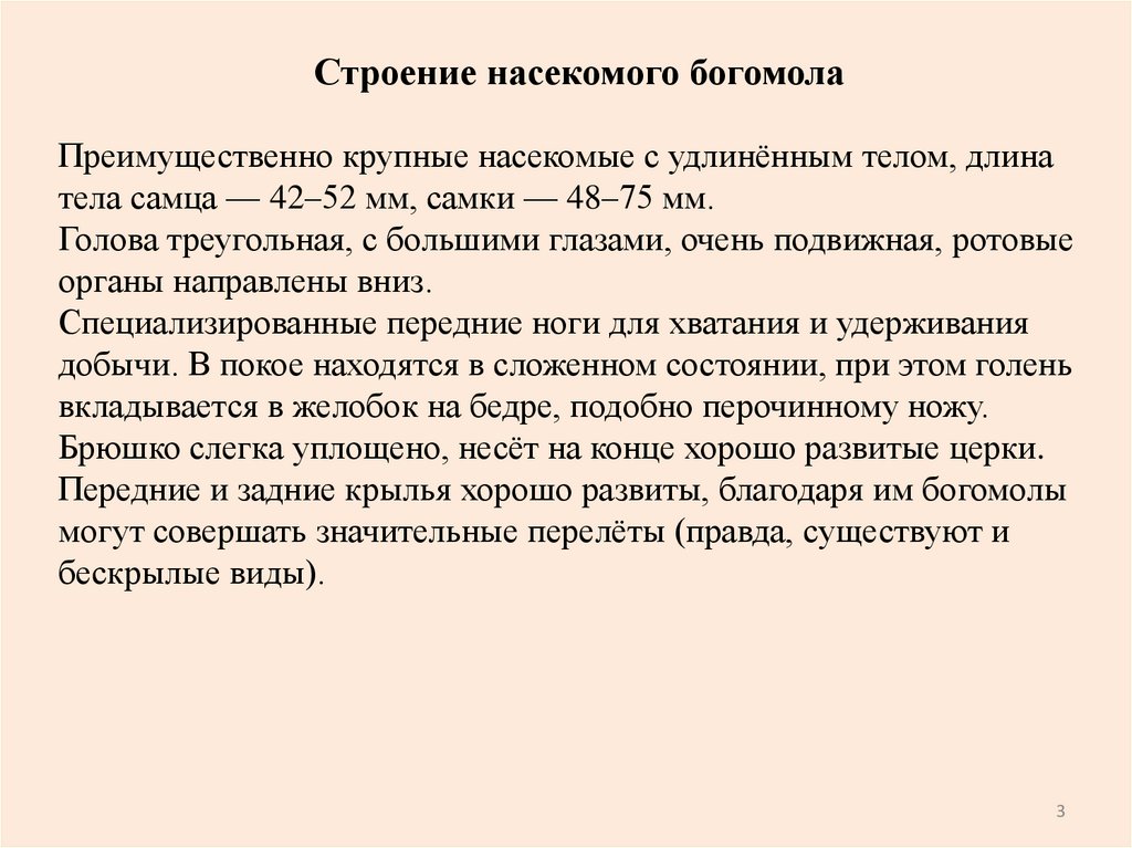 Преимущественно крупные насекомые с удлинённым телом, длина тела самца — 42–52 мм, самки — 48–75 мм. Голова треугольная, с
