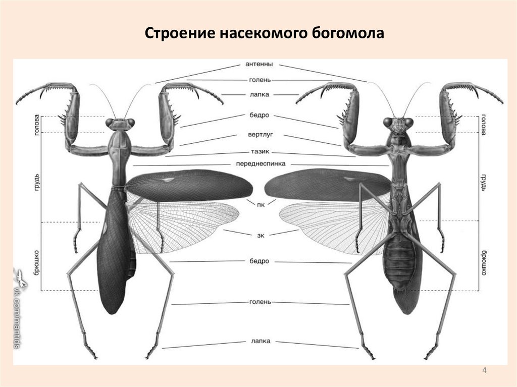 Строение насекомого богомола
