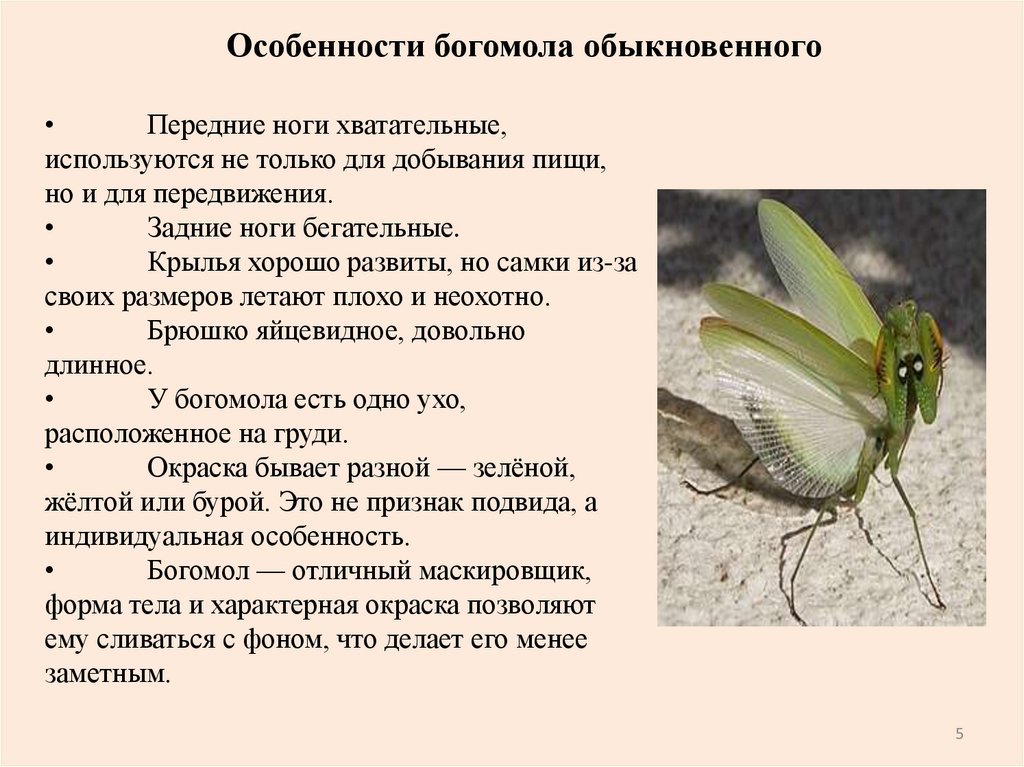 • Передние ноги хватательные, используются не только для добывания пищи, но и для передвижения. • Задние ноги бегательные. •