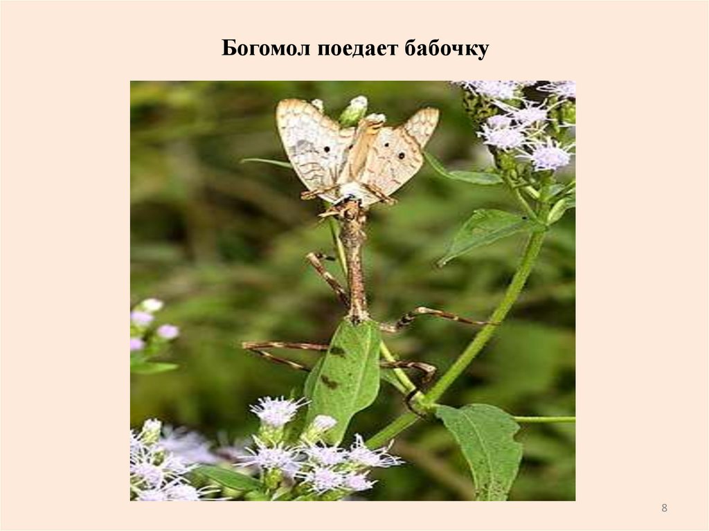 Богомол поедает бабочку