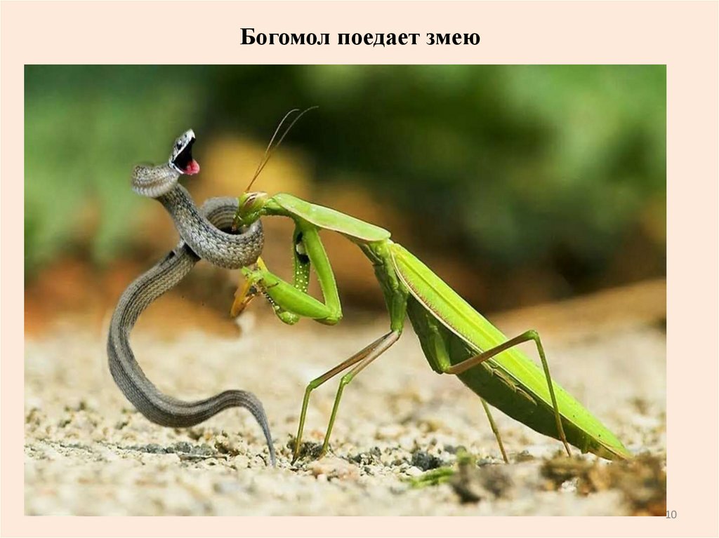 Богомол поедает змею