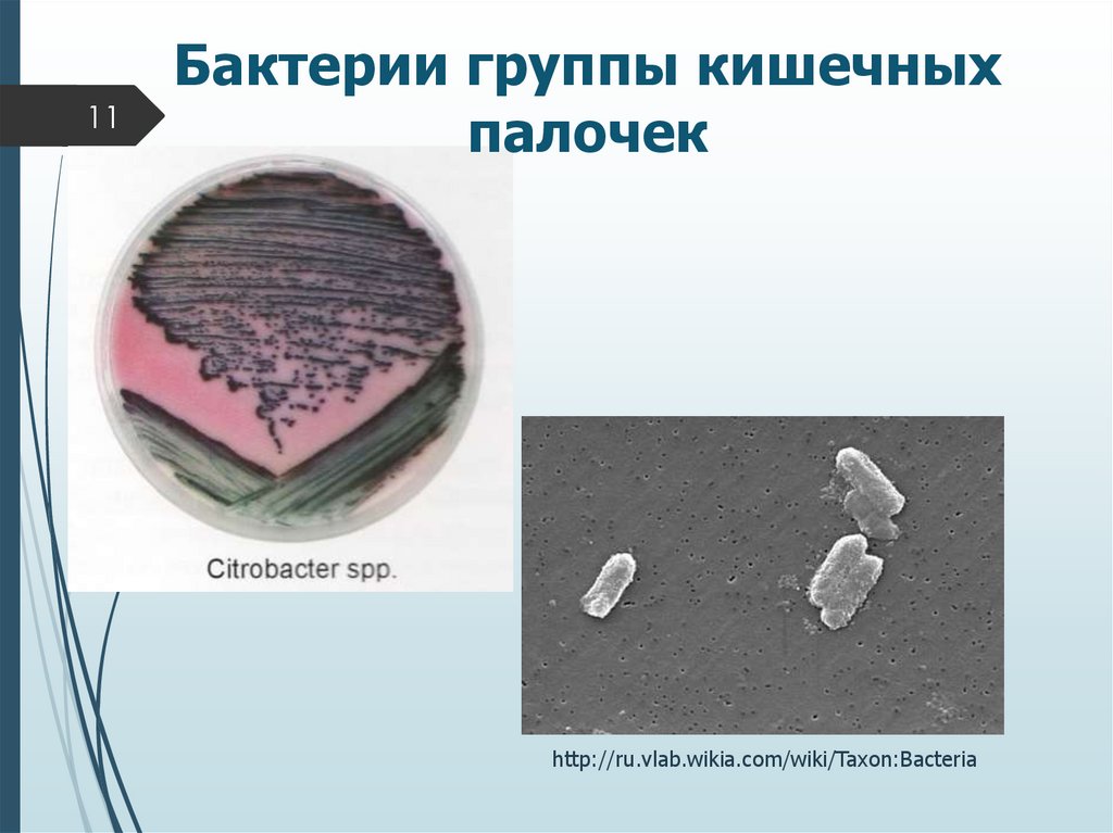 Бактерии группы кишечных палочек