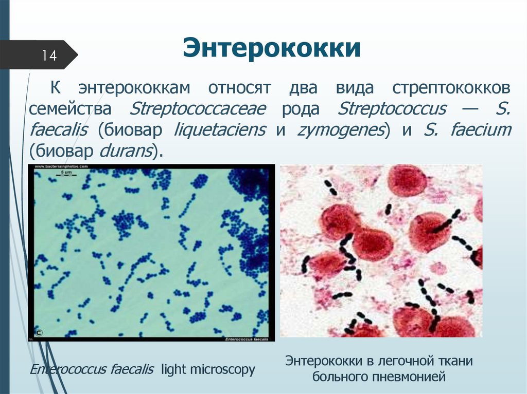 Энтерококки