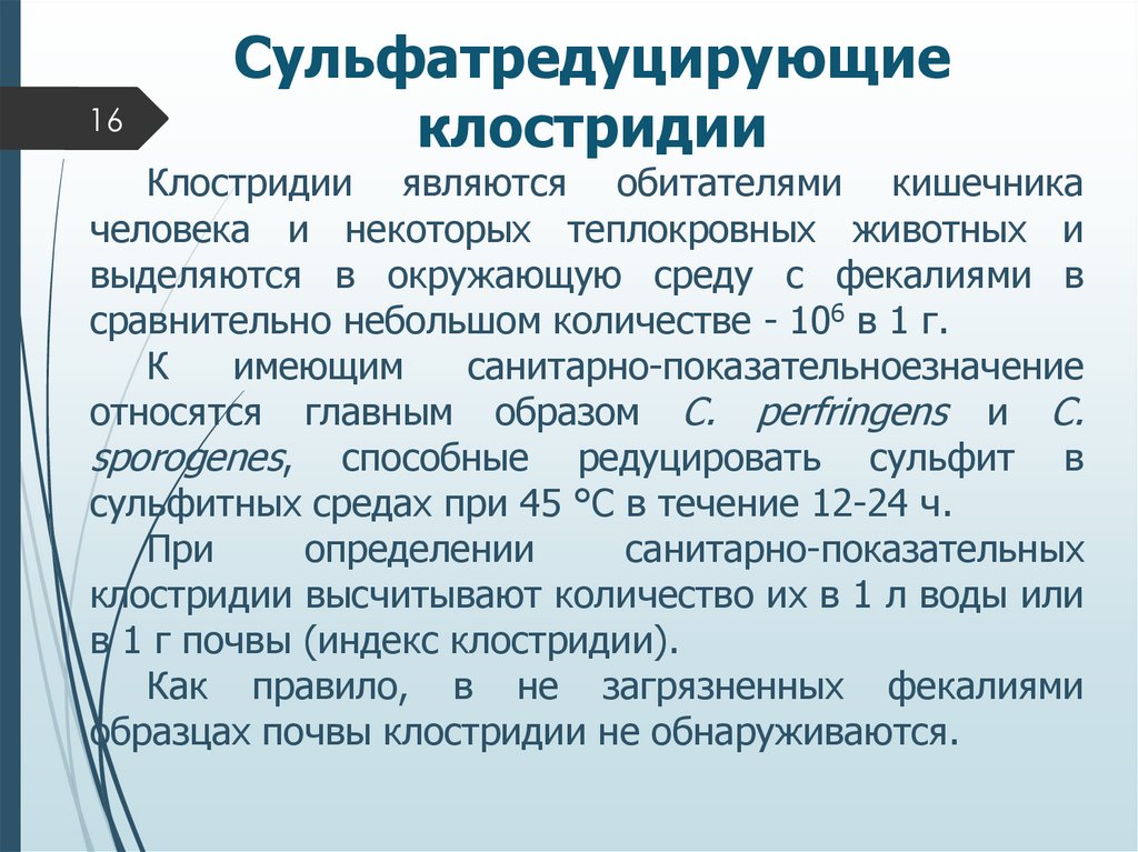 Сульфатредуцирующие клостридии