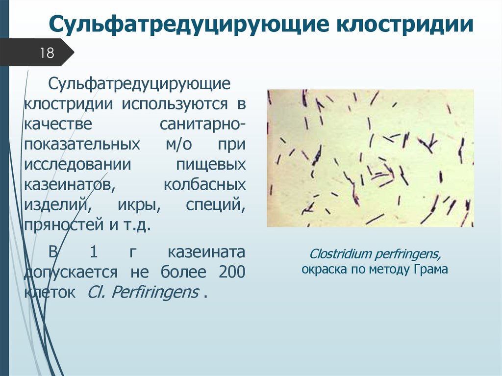 Сульфатредуцирующие клостридии