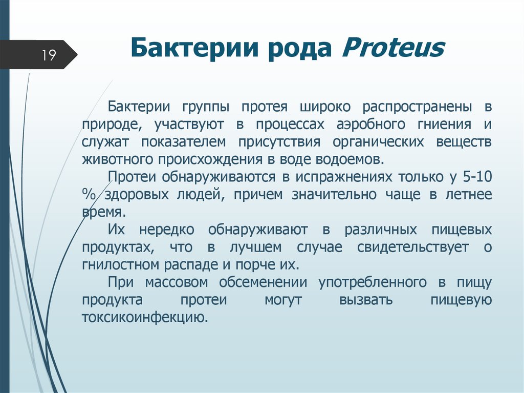 Бактерии рода Proteus