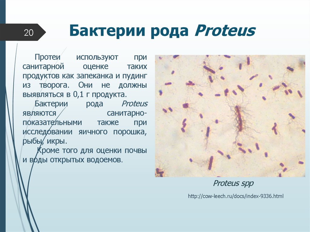 Бактерии рода Proteus