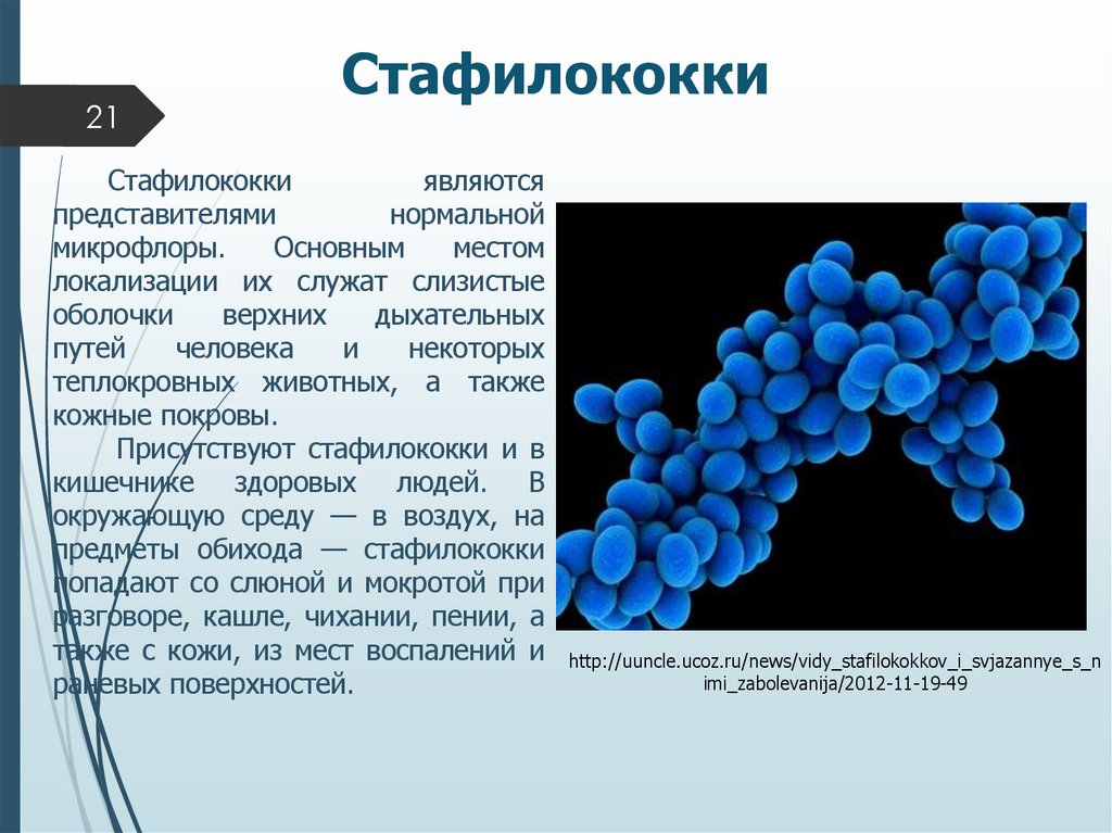 Стафилококки