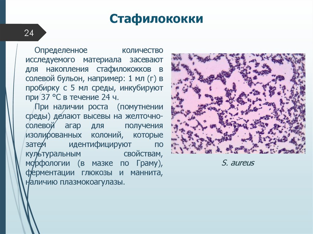 Стафилококки