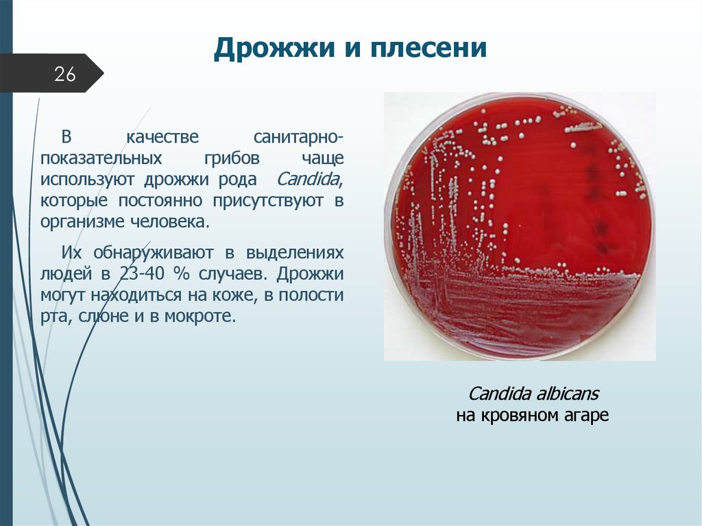 Дрожжи и плесени